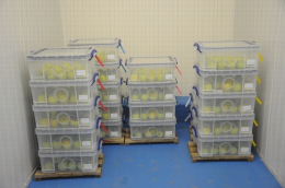 Caisses insect-proof avec pommes infestées pour test